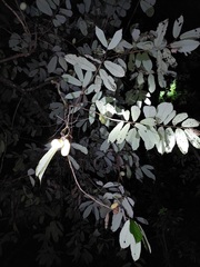 Theobroma subincanum