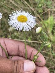 Erigeron delphinifolius