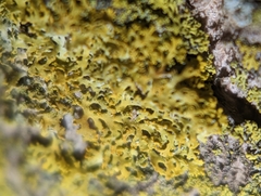 Candelaria concolor