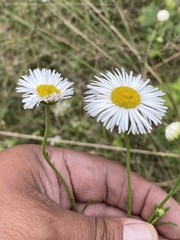 Erigeron delphinifolius