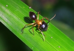 Camponotus atriceps