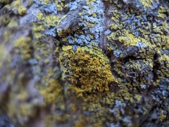 Candelaria concolor