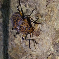 Cymatothes hieroglyphicus