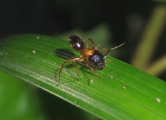 Camponotus atriceps