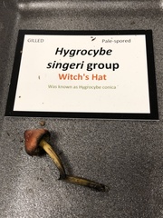 Hygrocybe singeri