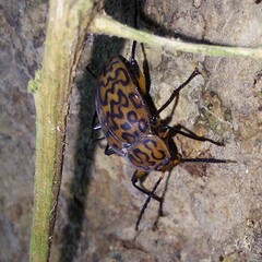 Cymatothes hieroglyphicus