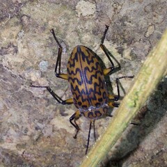 Cymatothes hieroglyphicus