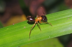 Camponotus atriceps