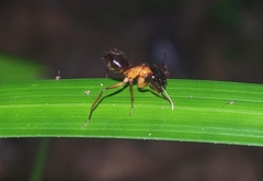 Camponotus atriceps