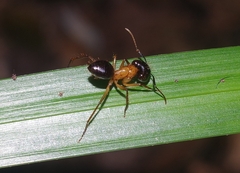 Camponotus atriceps
