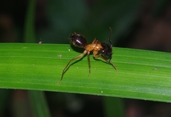 Camponotus atriceps