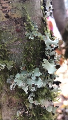 Cetrelia cetrarioides