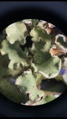 Cetrelia cetrarioides