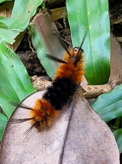 Turuptiana obliqua