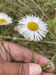 Erigeron delphinifolius