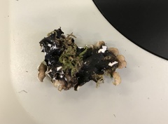 Cetrelia cetrarioides