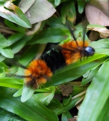 Turuptiana obliqua