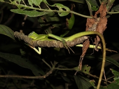 Bronchocela jubata