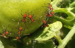 Phthiacnemia picta