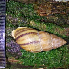 Drymaeus riberoi