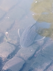 Hypostomus commersoni