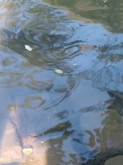 Hypostomus commersoni