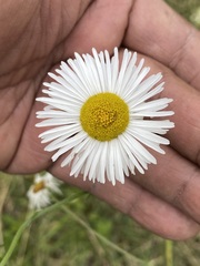 Erigeron delphinifolius