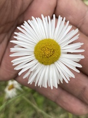 Erigeron delphinifolius