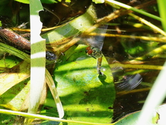 Brachydiplax denticauda