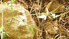 Torilis arvensis