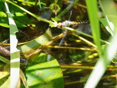 Brachydiplax denticauda