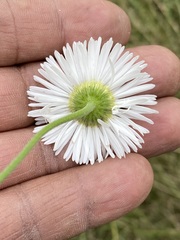Erigeron delphinifolius