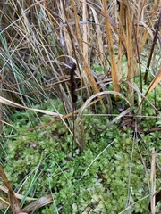 Drosera rotundifolia