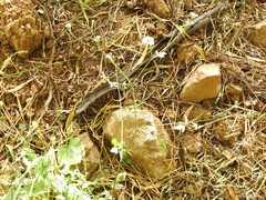 Torilis arvensis
