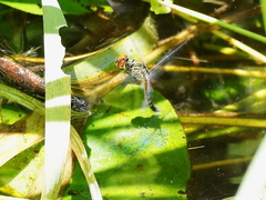 Brachydiplax denticauda