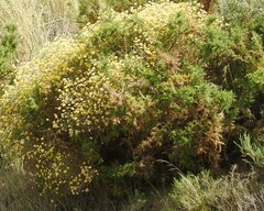 Ulex parviflorus