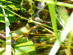 Brachydiplax denticauda