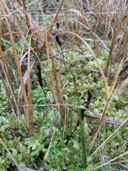 Drosera rotundifolia