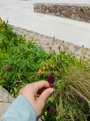 Eryngium sanguisorba
