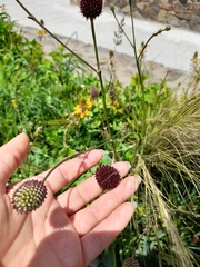 Eryngium sanguisorba