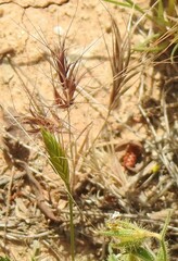 Brachypodium distachyon