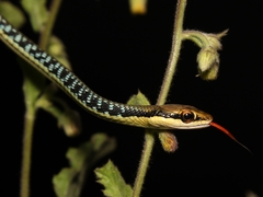Dendrelaphis pictus