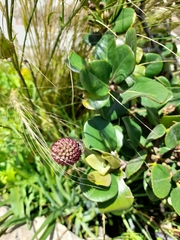 Eryngium sanguisorba