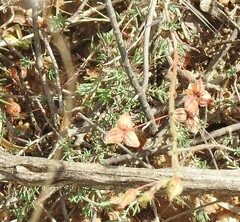 Fumana thymifolia