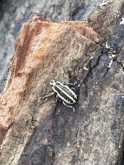 Eudiagogus rosenschoeldi