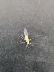 Macrosiphum