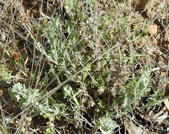 Lavandula multifida