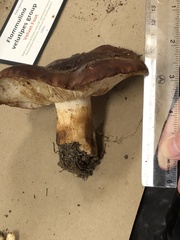 Tricholoma pessundatum