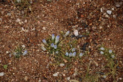 Wahlenbergia acaulis