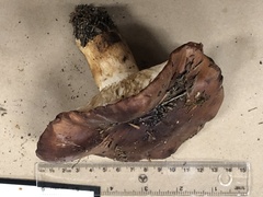 Tricholoma pessundatum